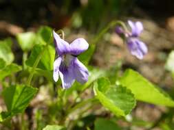 Image of early dog-violet