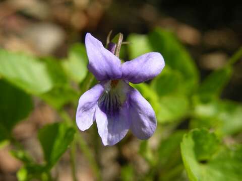 Image of early dog-violet