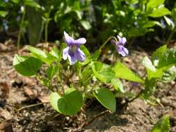 Image of early dog-violet