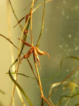 Image of Zannichellia palustris subsp. major (Hartm.) Ooststr. & Reichg.