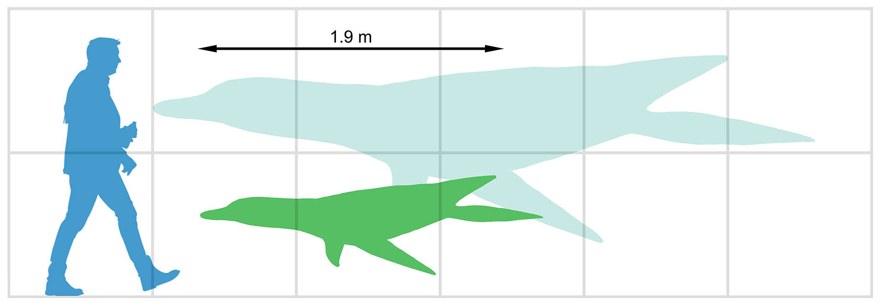 Image of Mauriciosaurus