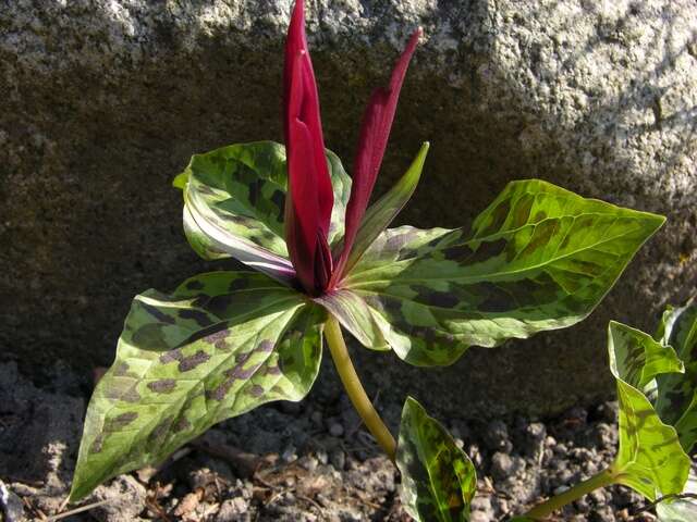 Image of trillium