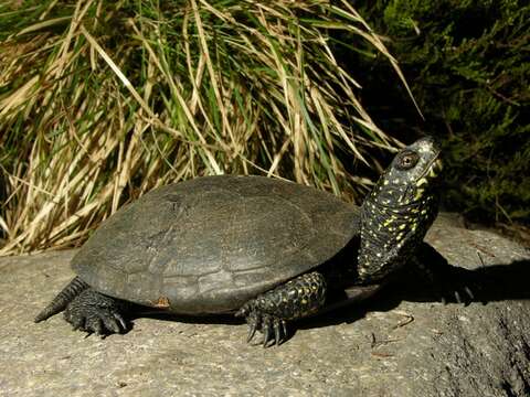 Image of Black-breasted Leaf Turtle