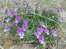 Image of Viola tricolor subsp. curtisii (E. Forster) Syme