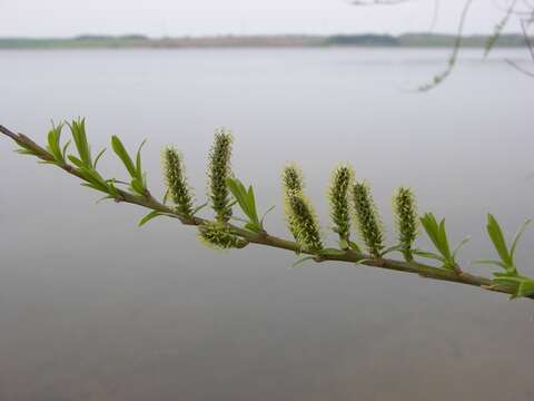 Imagem de Salix viminalis L.