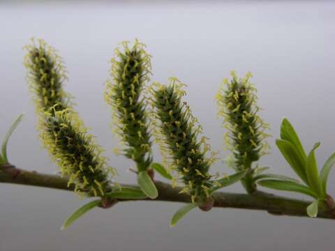 Imagem de Salix viminalis L.