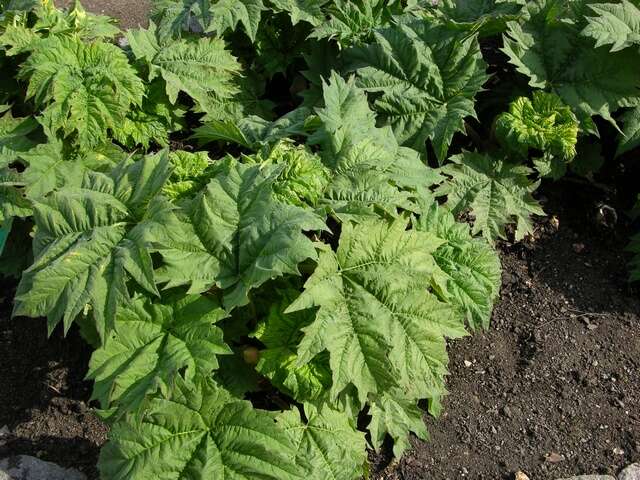 Image of rhubarb