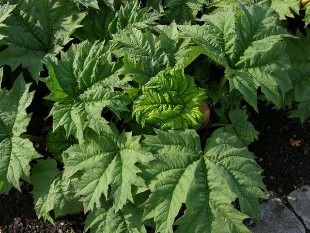 Image of rhubarb