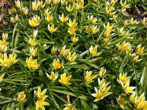 Image of Tulipa urumiensis Stapf