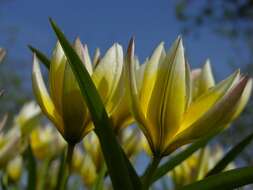 Image of Tulipa urumiensis Stapf