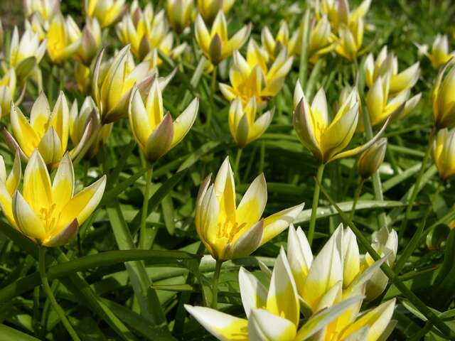 Image of Tulipa urumiensis Stapf