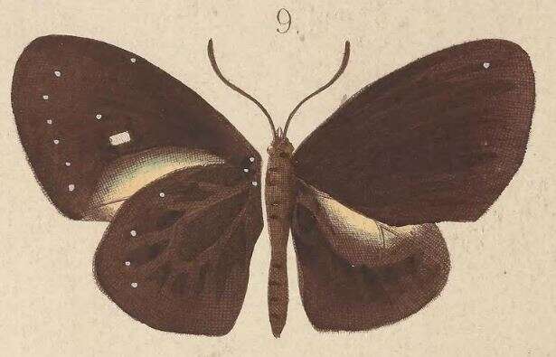 Image of Euploea stephensii Felder & Felder 1865