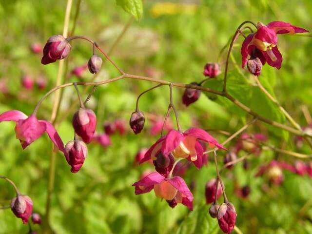 Image of <i>Epimedium rubrum</i>