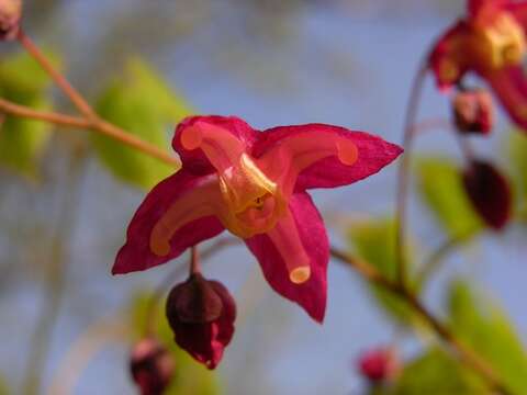 Image de <i>Epimedium rubrum</i>