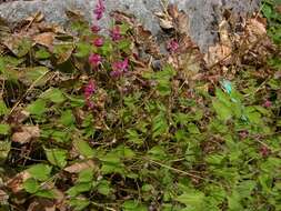 Plancia ëd <i>Epimedium rubrum</i>