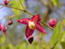 Plancia ëd <i>Epimedium rubrum</i>