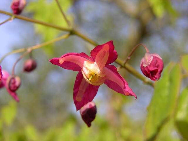 Plancia ëd <i>Epimedium rubrum</i>