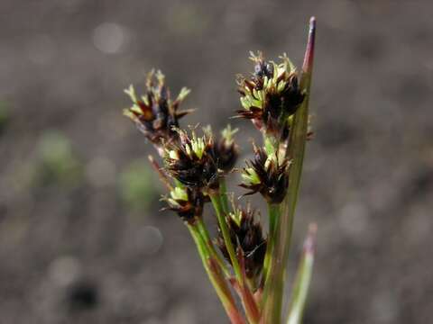 Image of common woodrush