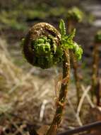 Image of Wood ferns