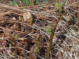 Image of Wood ferns