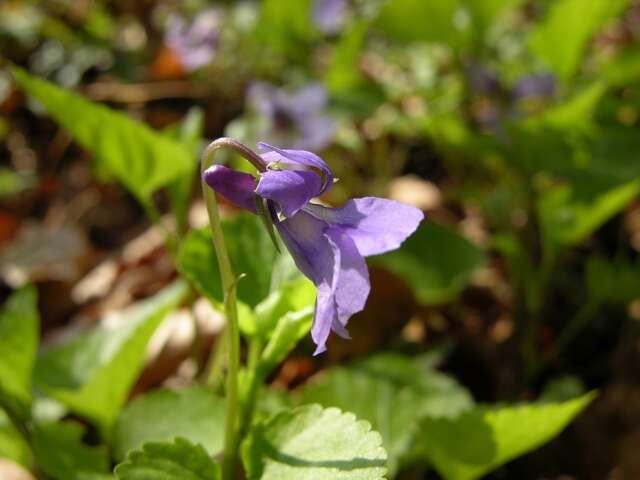 Слика од Viola reichenbachiana Jord. ex Boreau