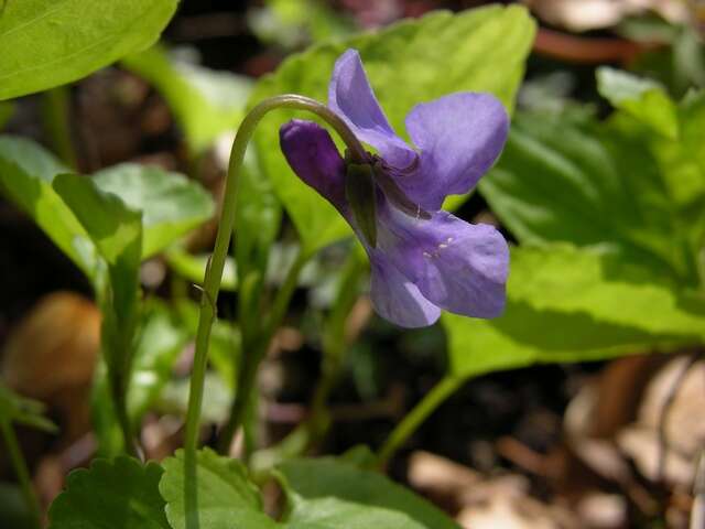 Слика од Viola reichenbachiana Jord. ex Boreau