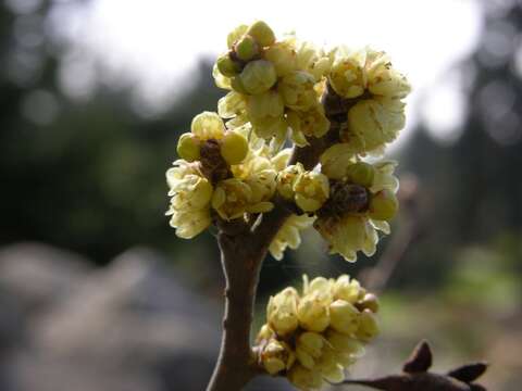 Image of sumac