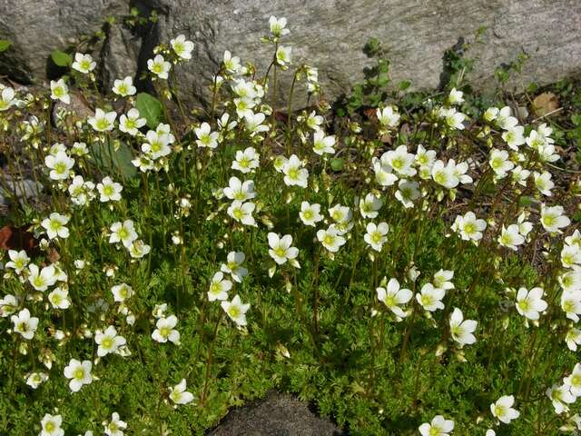 Imagem de Saxifraga rosacea Moench