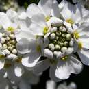 Image of evergreen candytuft