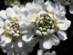 Image of candytuft