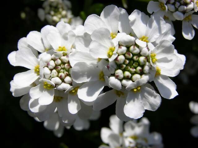 Image of candytuft