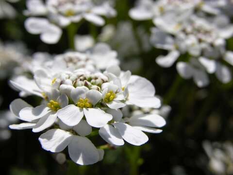 Image of candytuft