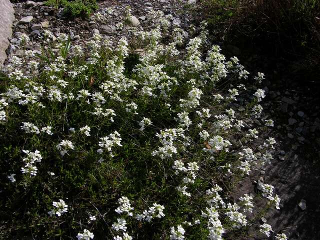 Image of <i>Arabis fernandi-coburgi</i>