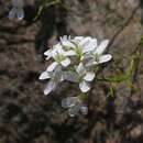 صورة <i>Arabis fernandi-coburgi</i>