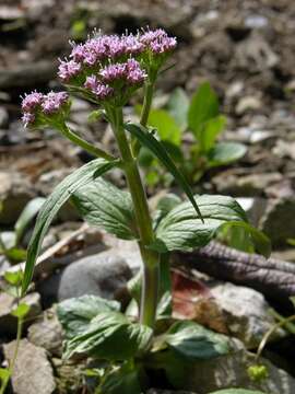 Image of valerian