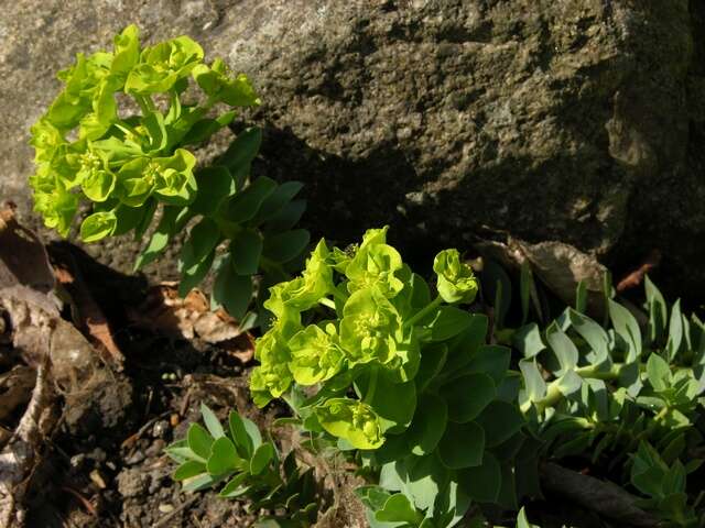 Sivun Euphorbia myrsinites L. kuva