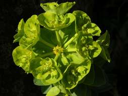 Sivun Euphorbia myrsinites L. kuva