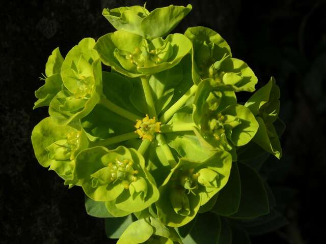 Sivun Euphorbia myrsinites L. kuva