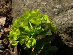 Sivun Euphorbia myrsinites L. kuva