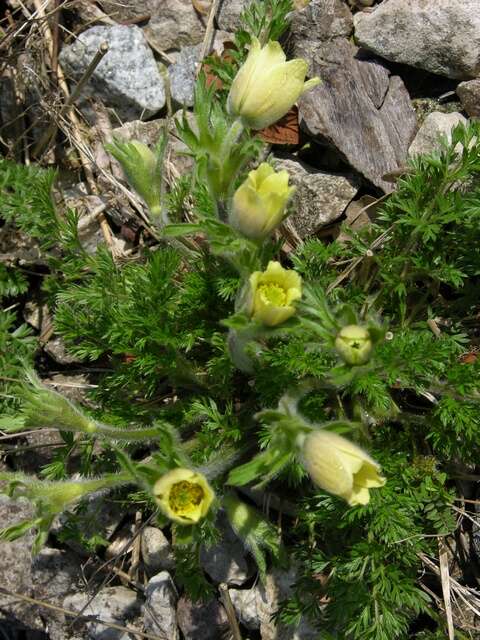 Image of pasqueflower