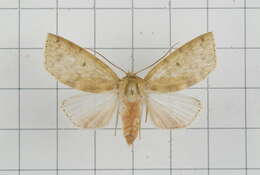 Image of Tympanistes rubidorsalis Moore 1888