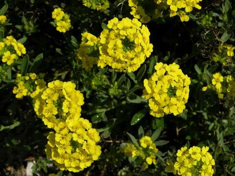 Plancia ëd Alyssum cuneifolium Ten.