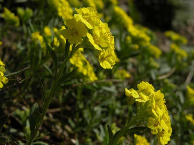 Sivun Alyssum cuneifolium Ten. kuva