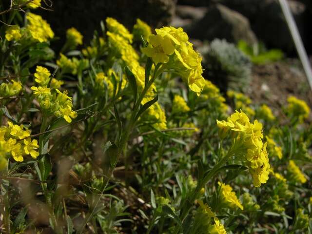 Sivun Alyssum cuneifolium Ten. kuva