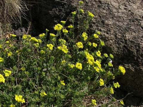 Image of Alyssum cuneifolium Ten.