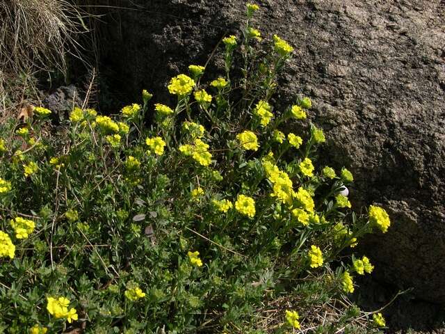 Sivun Alyssum cuneifolium Ten. kuva