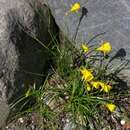 Image of petticoat daffodil