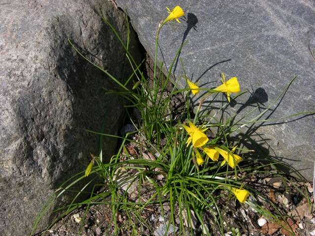 Image of petticoat daffodil