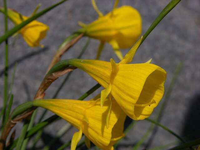 Image of petticoat daffodil