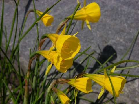 Image of petticoat daffodil